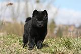 SCHIPPERKE 769